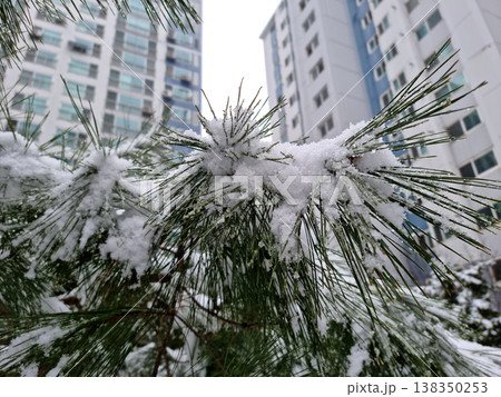 Snow covered pine branches. low view 138350253