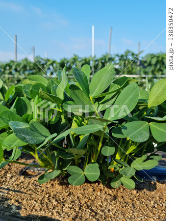Peanuts planted in the field. 138350472