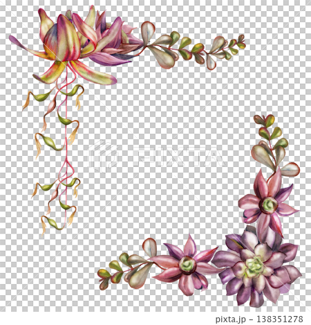 Exotic protea, succulent rosettes with flowing foliage of bromeliad vine, kalanchoe money plant branches. Isolated illustration hand drawn in watercolor. Corner frame for florist marketing printables. 138351278