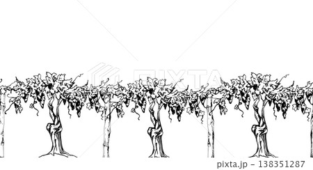 Vineyard banner with row of seamless leafy grapevines on twisted trunks with tendrils and grape clusters. Hand drawn ink vector illustration. Wine labels, poster banners and headers, rustic branding. Vineyard banner with row of seamless leafy grapevines on twisted trunks with tendrils and grape clusters. Hand drawn ink vector illustration. Wine labels, poster banners and headers, rustic branding. 138351287