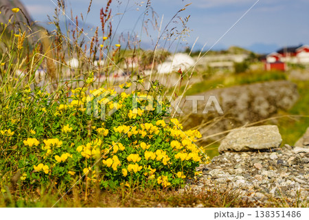 Yellow flowers and Lofoten village Yellow flowers and Lofoten village 138351486