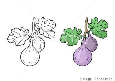 Fig outline and colored version side by side, hand drawn fruit vector illustration for coloring book pages Fig outline and colored version side by side, hand drawn fruit vector illustration for coloring book pages 138351617