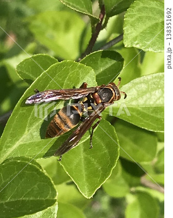 葉にとまるアシナガバチの仲間 138351692