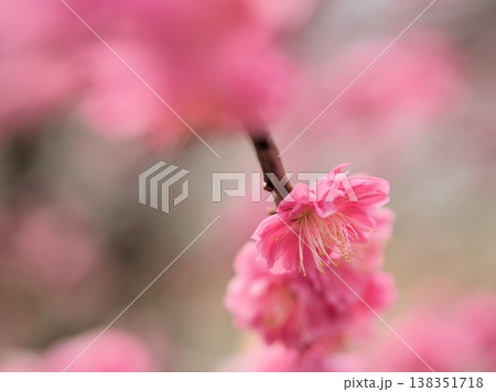 晴れた3月に美しく咲いた紅い梅の花「簾の内(ミスノウチ)」 晴れた3月に美しく咲いた紅い梅の花「簾の内(ミスノウチ)」 138351718