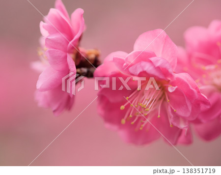 晴れた3月に美しく咲いた紅い梅の花「簾の内（ミスノウチ）」 138351719