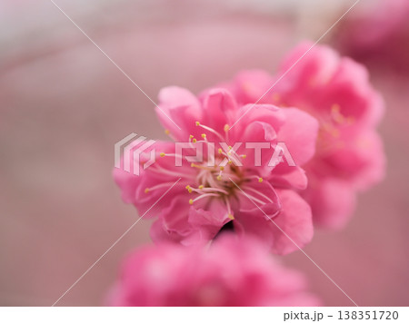 晴れた3月に美しく咲いた紅い梅の花「簾の内（ミスノウチ）」 138351720