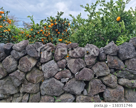 Basalt wall and tangerine trees in Jeju Island. 138351746