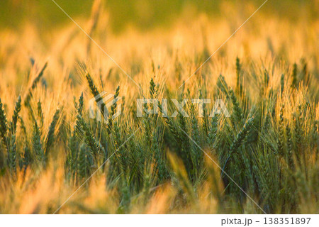 A sunlit field with ripening triticale A sunlit field with ripening triticale 138351897