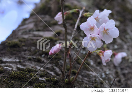 幹から伸びる小さな枝に咲いた桜の花 138351974