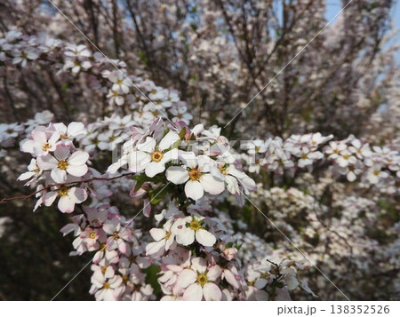 満開の「ユキヤナギ」 138352526