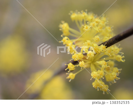 晴れた3月に咲き始めた黄色いサンシュユの花 晴れた3月に咲き始めた黄色いサンシュユの花 138352535