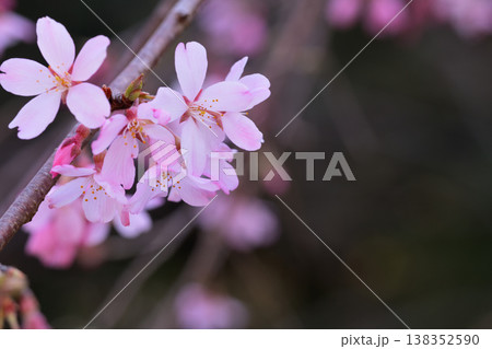春の風に揺れる細い枝に並んだ桜の花 春の風に揺れる細い枝に並んだ桜の花 138352590