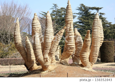青空とこも巻きのソテツの木のある公園の風景 138352843