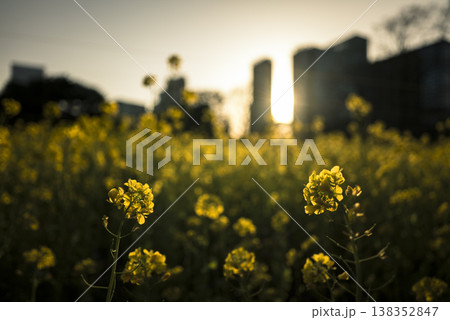 夕暮れの浜離宮　春の菜の花畑 138352847