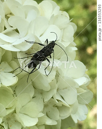 トラカミキリ類の交尾 138353293