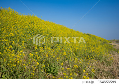 土手に咲く菜の花 土手に咲く菜の花 138353599