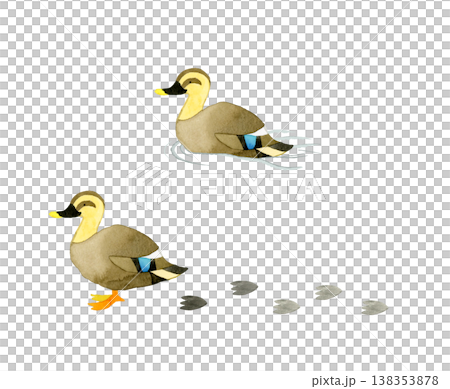 綠頭鴨套裝 - 可愛又充滿奇思妙想的手繪水彩動物插畫 138353878