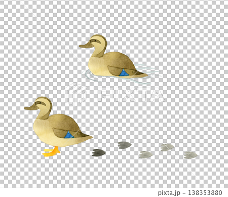 綠頭鴨雌性套裝 - 可愛輕鬆的手繪水彩插畫素材 綠頭鴨雌性套裝 - 可愛輕鬆的手繪水彩插畫素材 138353880