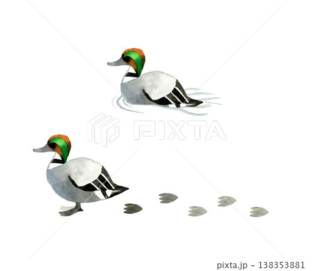 ヨシガモのオスのセット　かわいい・ゆるい動物の手描き水彩イラスト素材 138353881