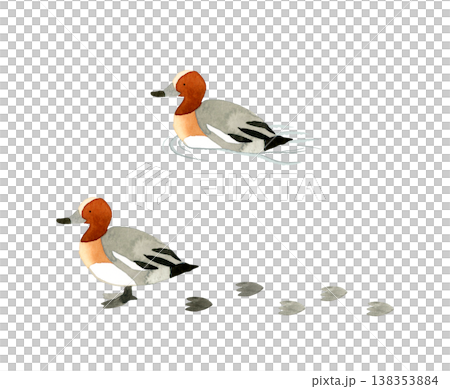一組雄性歐亞赤頸鴨-可愛、奇特、手繪水彩動物插畫。 一組雄性歐亞赤頸鴨-可愛、奇特、手繪水彩動物插畫。 138353884