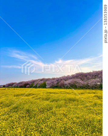 菜の花畑と桜並木 138353989
