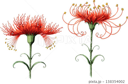 Watercolor Illustration of Red Spider Lily Flowers 138354002