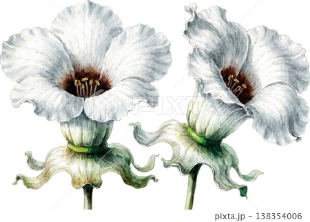 Watercolor Illustration of Two Elegant White Trumpet Flowers 138354006