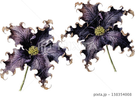 Two Dark Purple Clematis Flowers Isolated on White Two Dark Purple Clematis Flowers Isolated on White 138354008