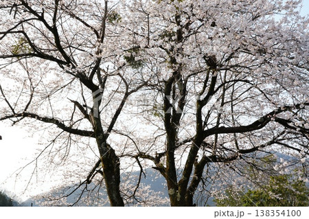 薄ピンクの桜の花とヤドリギ 138354100