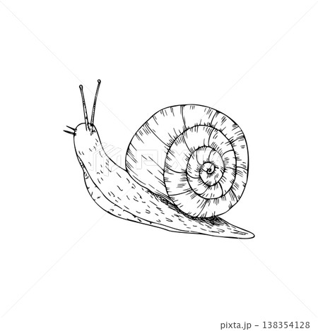 Vector snail, graphic hand drawn isolated garden animal illustration. Ideal for seasonal, forest, or nature-themed designs. Rustic foliage perfect for fall decor, woodland, or organic visuals Vector snail, graphic hand drawn isolated garden animal illustration. Ideal for seasonal, forest, or nature-themed designs. Rustic foliage perfect for fall decor, woodland, or organic visuals 138354128