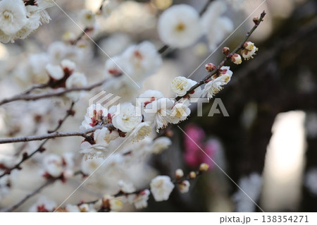 桜 桜 138354271