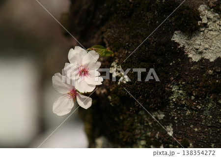 桜 138354272