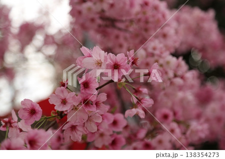 桜 桜 138354273