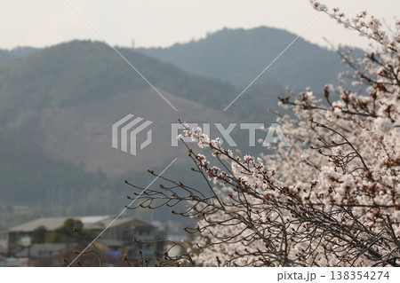 桜と船形万灯籠 138354274