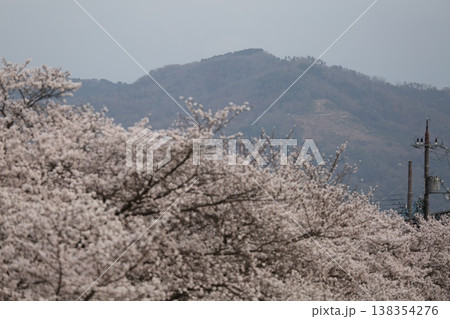 大文字と桜 大文字と桜 138354276