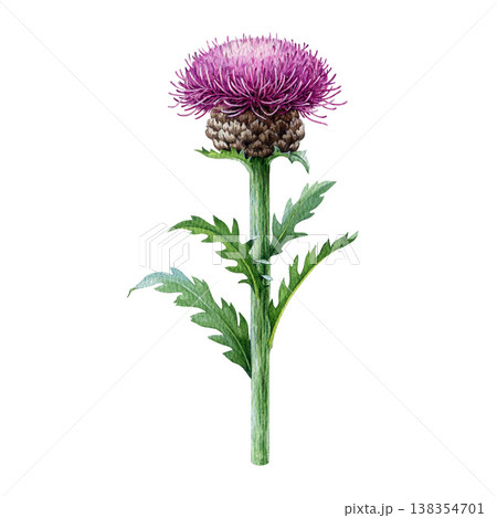 Thistle flower head watercolor botanical illustration on white background. Hand drawn purple thistle blossom. Wild meadow plant, herbal botanical clipart, medicinal herb, natural floral illustration Thistle flower head watercolor botanical illustration on white background. Hand drawn purple thistle blossom. Wild meadow plant, herbal botanical clipart, medicinal herb, natural floral illustration 138354701
