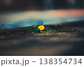 強く生きるたんぽぽ 138354734