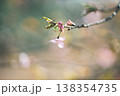一輪の桜 138354735