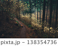 幻想的なミツマタ群生地 138354736
