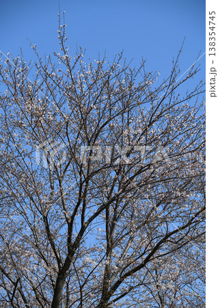 青空に広がる江戸川河川敷の桜 青空に広がる江戸川河川敷の桜 138354745