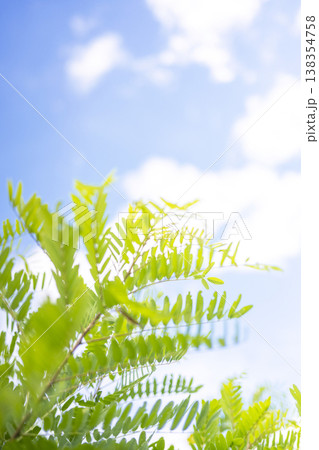 夏草と爽やかな夏空 蒜山高原 夏草と爽やかな夏空 蒜山高原 138354758