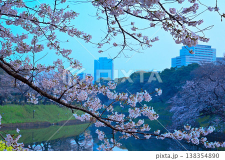 早朝の千鳥ヶ淵 満開の桜 早朝の千鳥ヶ淵 満開の桜 138354890