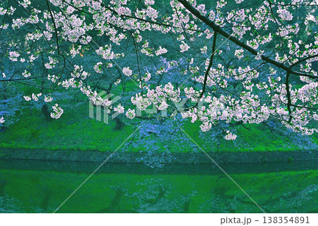 　早朝の千鳥ヶ淵　満開の桜 138354891