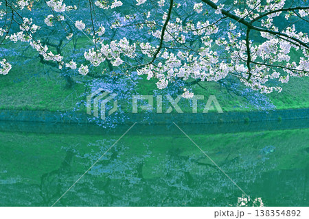 早朝の千鳥ヶ淵 満開の桜 早朝の千鳥ヶ淵 満開の桜 138354892