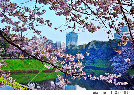 早朝の千鳥ヶ淵 満開の桜 早朝の千鳥ヶ淵 満開の桜 138354895