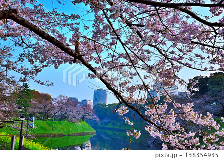 早朝の千鳥ヶ淵 満開の桜 早朝の千鳥ヶ淵 満開の桜 138354935