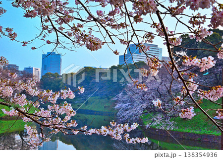 早朝の千鳥ヶ淵 満開の桜 早朝の千鳥ヶ淵 満開の桜 138354936