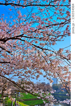 早朝の千鳥ヶ淵 満開の桜 早朝の千鳥ヶ淵 満開の桜 138354984