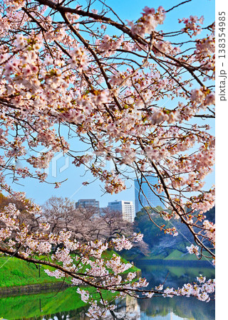 早朝の千鳥ヶ淵 満開の桜 早朝の千鳥ヶ淵 満開の桜 138354985