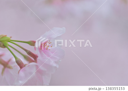 春を待つソメイヨシノの蕾 春を待つソメイヨシノの蕾 138355153